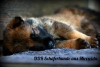 DDR Sch&auml;ferhunde aus Mircwidu
