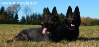 Zucht und Hundesport DDR Sch&auml;ferhunde aus Mircwidu
