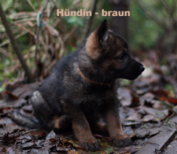 H&uuml;ndin-braun-6.Woche_1
