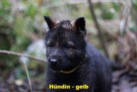 H&uuml;ndin-gelb-6 (3)_1