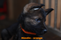 H&uuml;ndin-orange-6 (1)_1