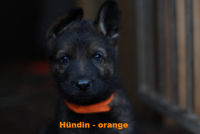 H&uuml;ndin-orange-6 (2)_1