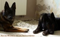 Zucht und Hundesport DDR Sch&auml;ferhunde aus Mircwidu