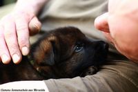 DDR Sch&auml;ferhund Welpe Zucht Hundesport