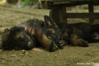 DDR Sch&auml;ferhund aus Mircwidu Zucht Hundesport Sch&auml;ferunde Ostblut Ostlinie DDR