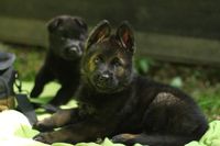DDR Sch&auml;ferhund DDR Linie Zucht Hundesport