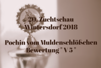 vorz&uuml;glich Zuchtschau Wintersdorf 2018 DDR Sch&auml;ferhund shepherd