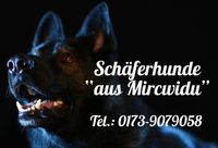 https://www.deine-tierwelt.de/kleinanzeigen/welpen-deutscher-schaeferhund-rein-ddr-linien-schwarz-grau-a85101494/