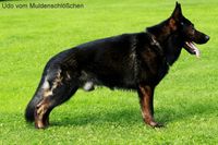 DDr Sch&auml;ferhund, DDR sch&auml;ferhunde aus Mircwidu , zucht IPG Hundesport K&ouml;rung SV e.V.